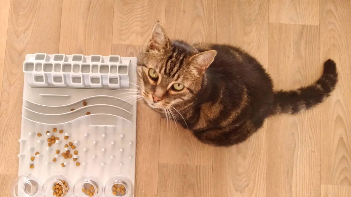 A cat using its paw to extract food from an interactive slow feeder puzzle mat