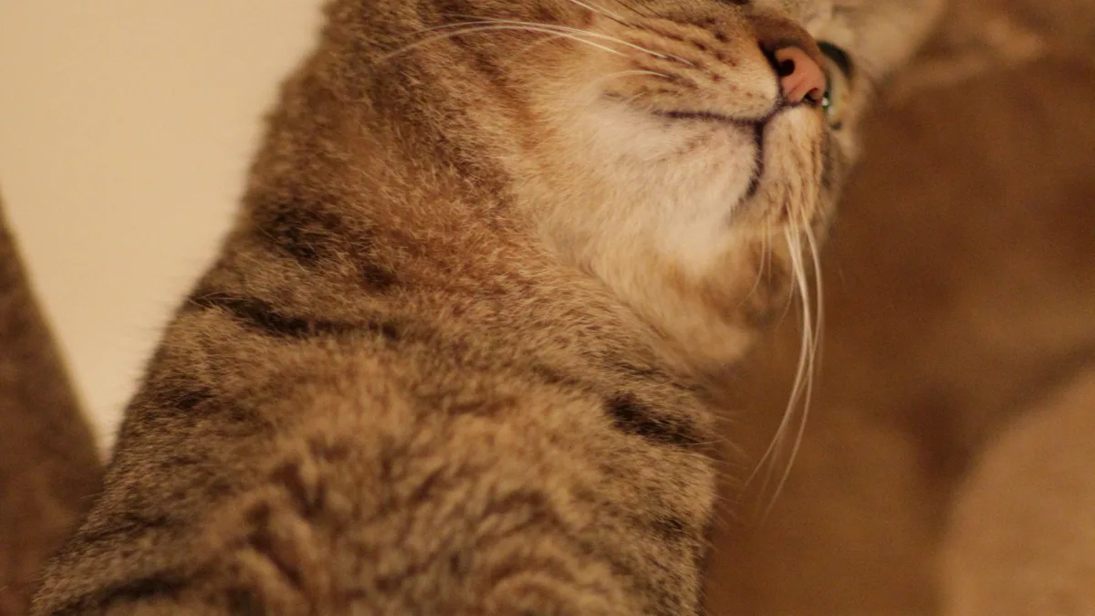 An adult cat resting safely on a tall vertical climbing tree perch indoors