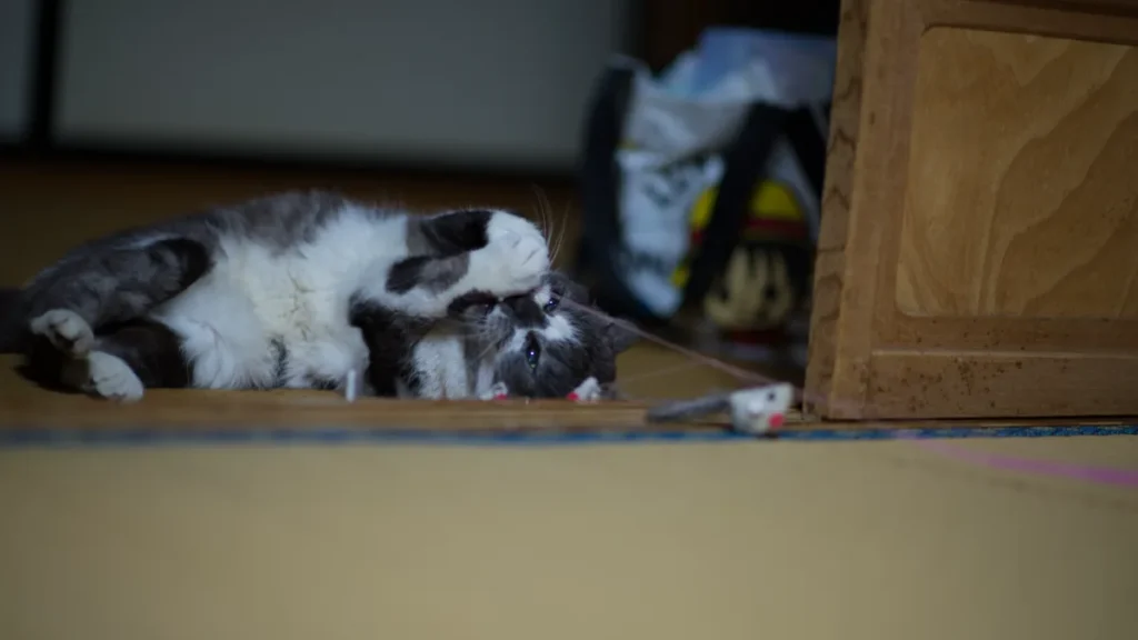 A domestic cat stalking and playing with an interactive wand toy for feline enrichment
