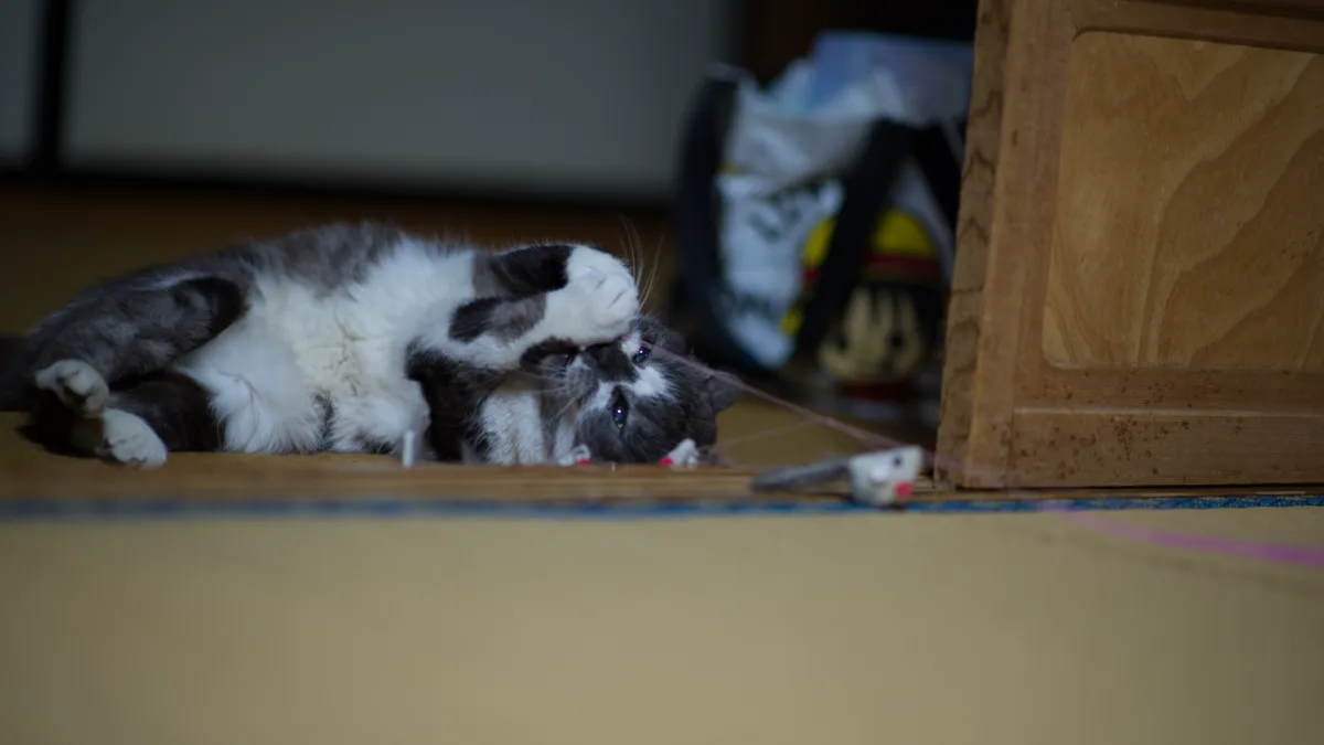 A domestic cat stalking and playing with an interactive wand toy for feline enrichment