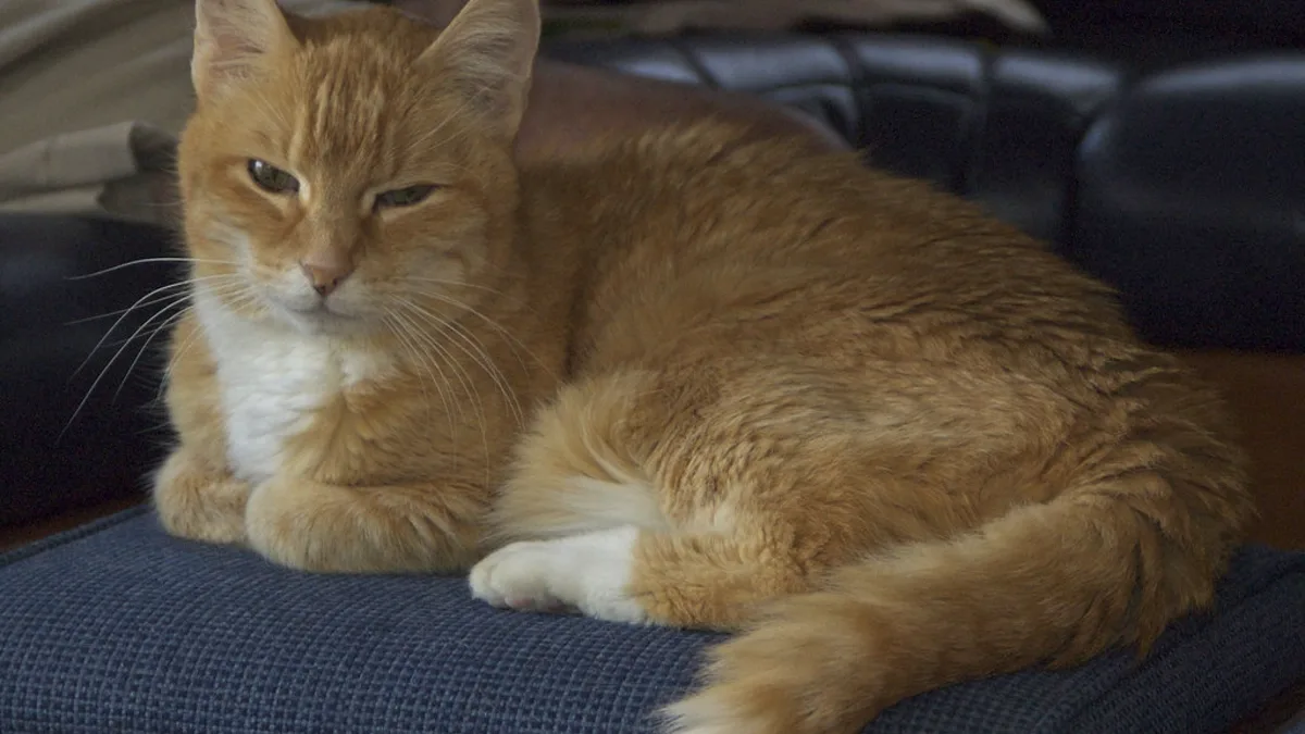 A cat sitting on a wooden floor showing a low whipping tail posture