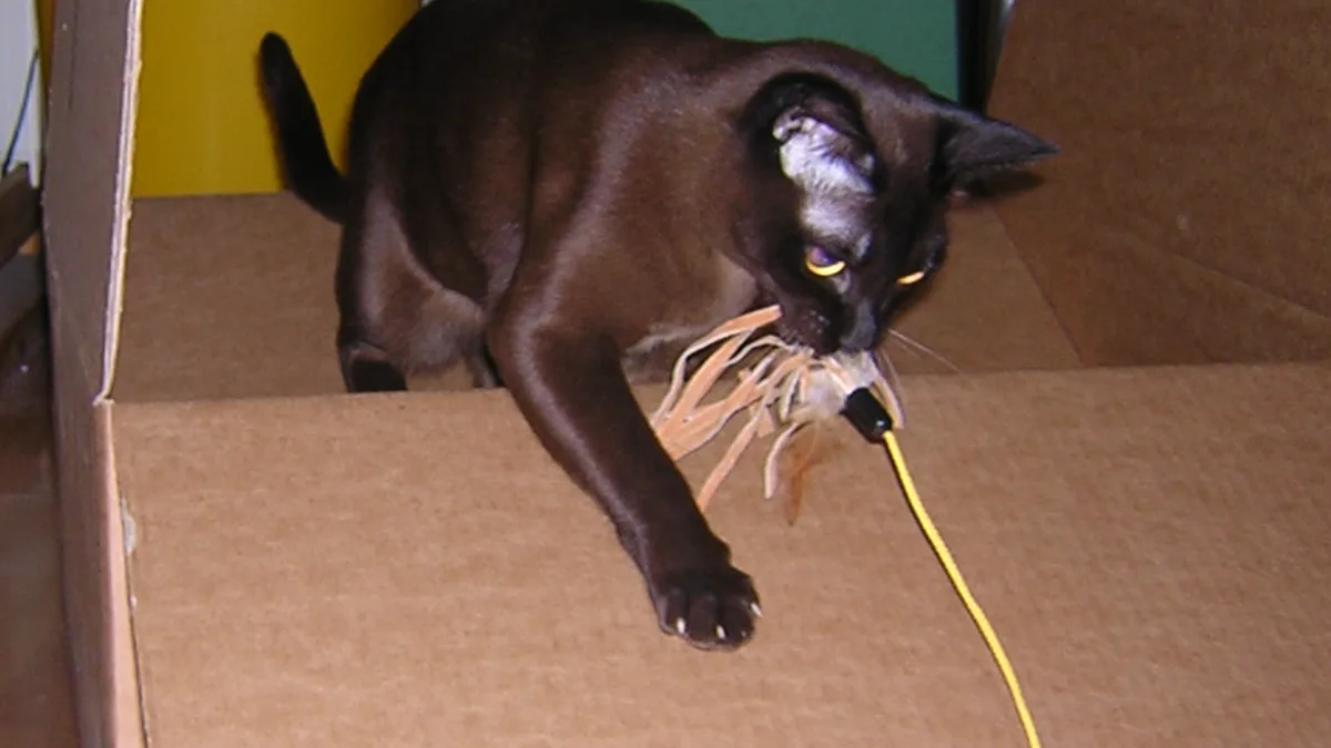A domestic feline stalking a flexible ribbon wand lure creeping across carpet