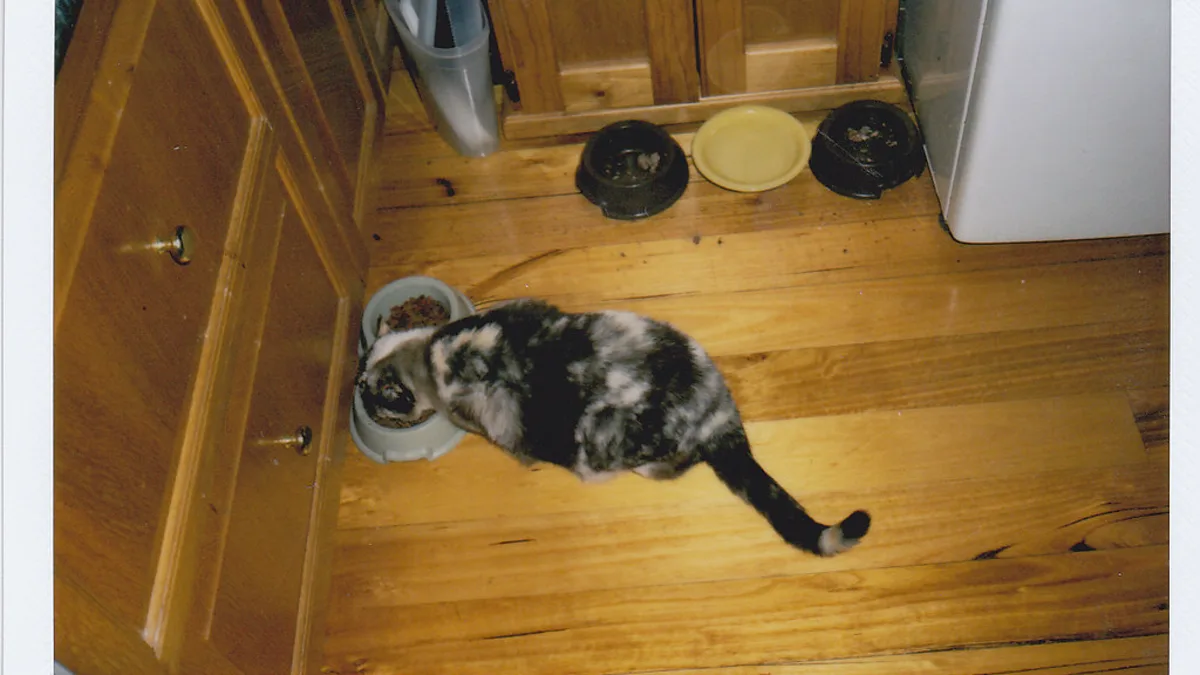 A curious domestic cat reaching its paw into an interactive foraging board to retrieve dry treats