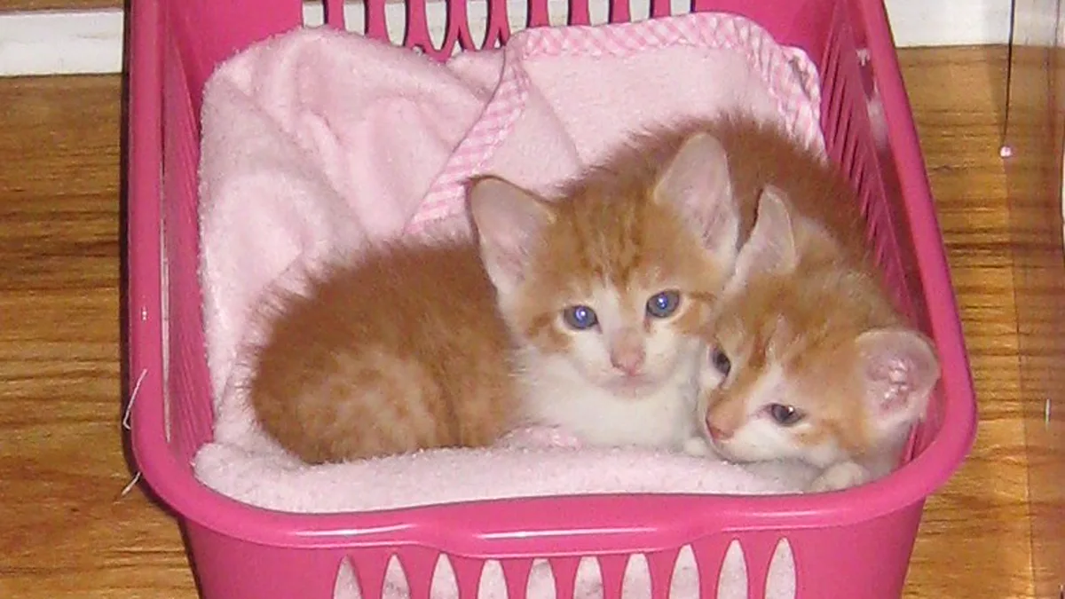 A clean open-top cat litter box filled with unscented clumping clay litter