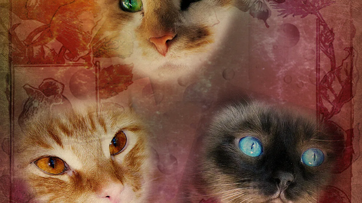 A calm domestic cat narrowing its eyes into a peaceful slow blink expression