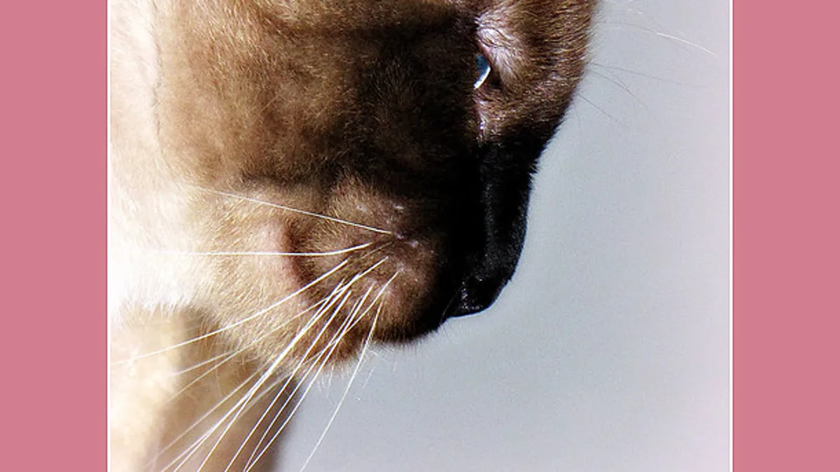 Close view of a domestic feline face showing soft relaxed eye contact