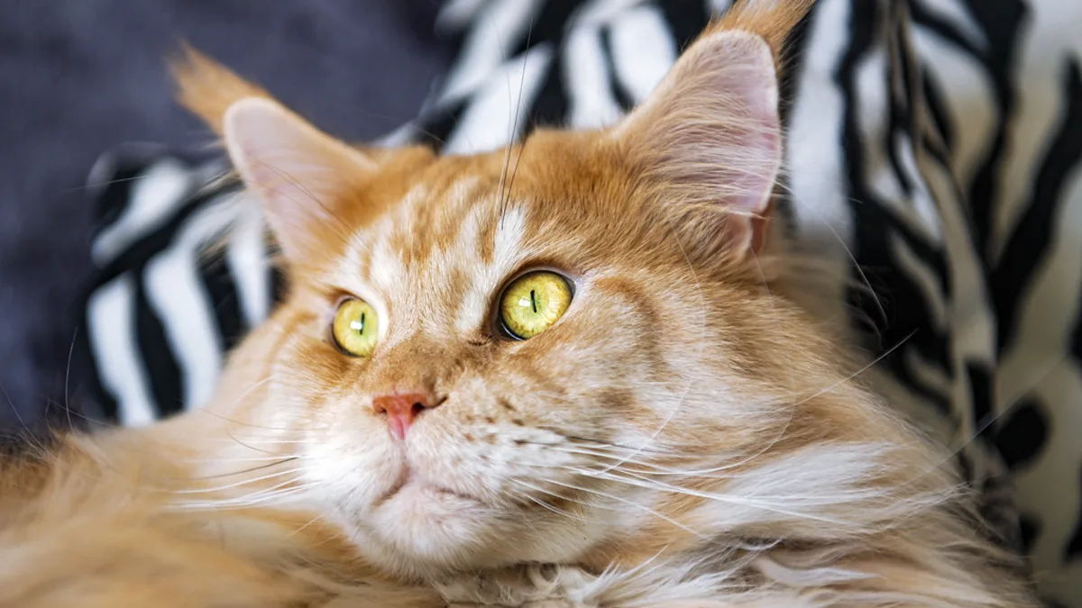 An adult tabby cat resting peacefully on an indoor sofa cushion